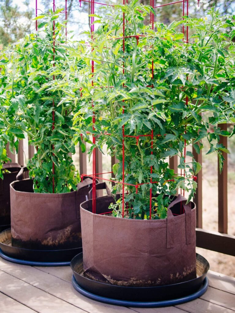 How To Grow Tomatoes In Pots